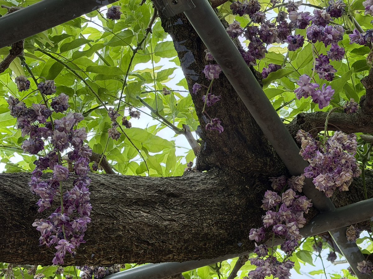 紫苑【sion】 tweet media