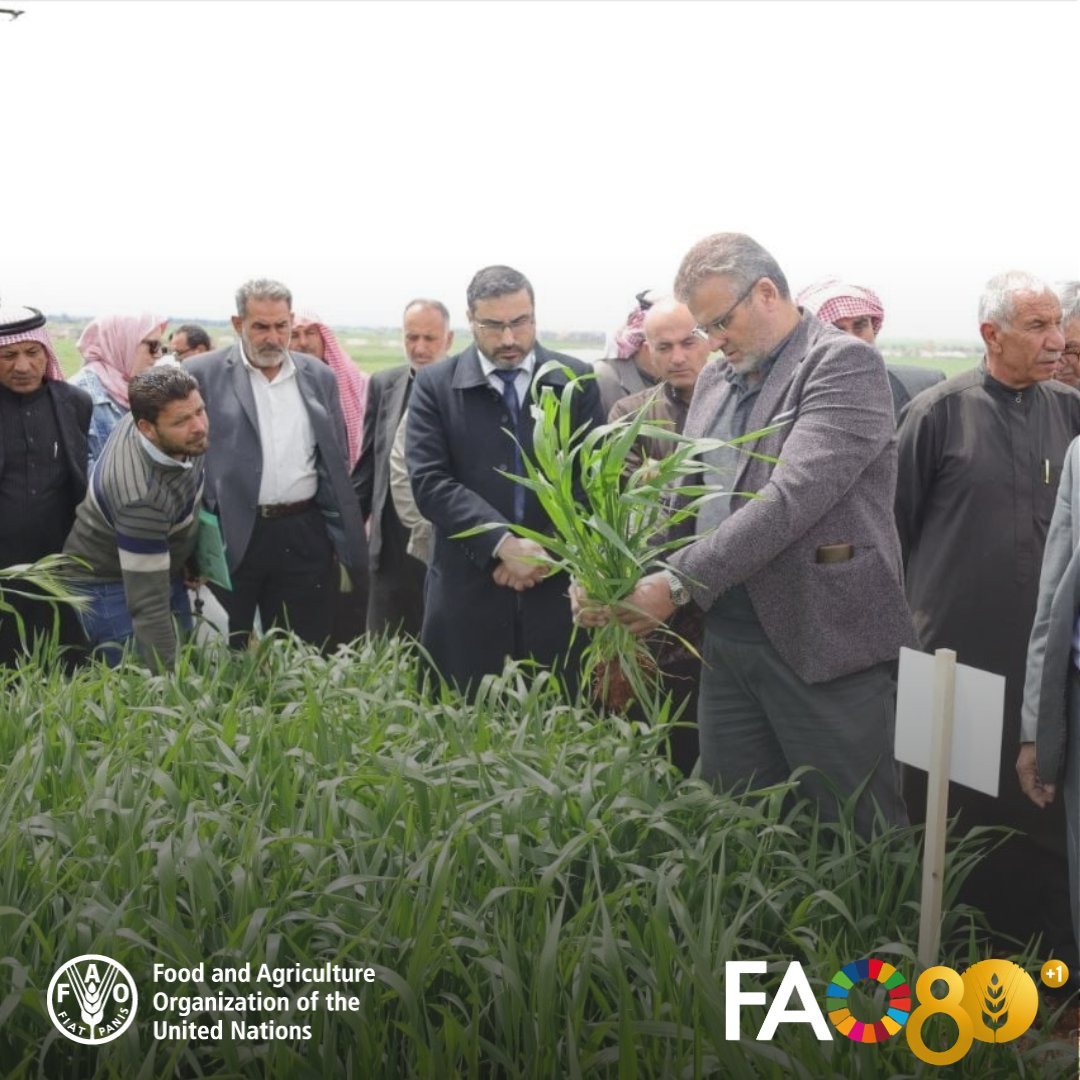 FAOSyria's tweet image. Partnerships that deliver impact 🤝

A joint @FAO @UKforSyria @ICARDA  project is rebuilding #Syria seed systems—connecting farmers with improved crop varieties and supporting coordinated recovery efforts across the country.

#Partnerships #FoodSecurity #Syria #FAO