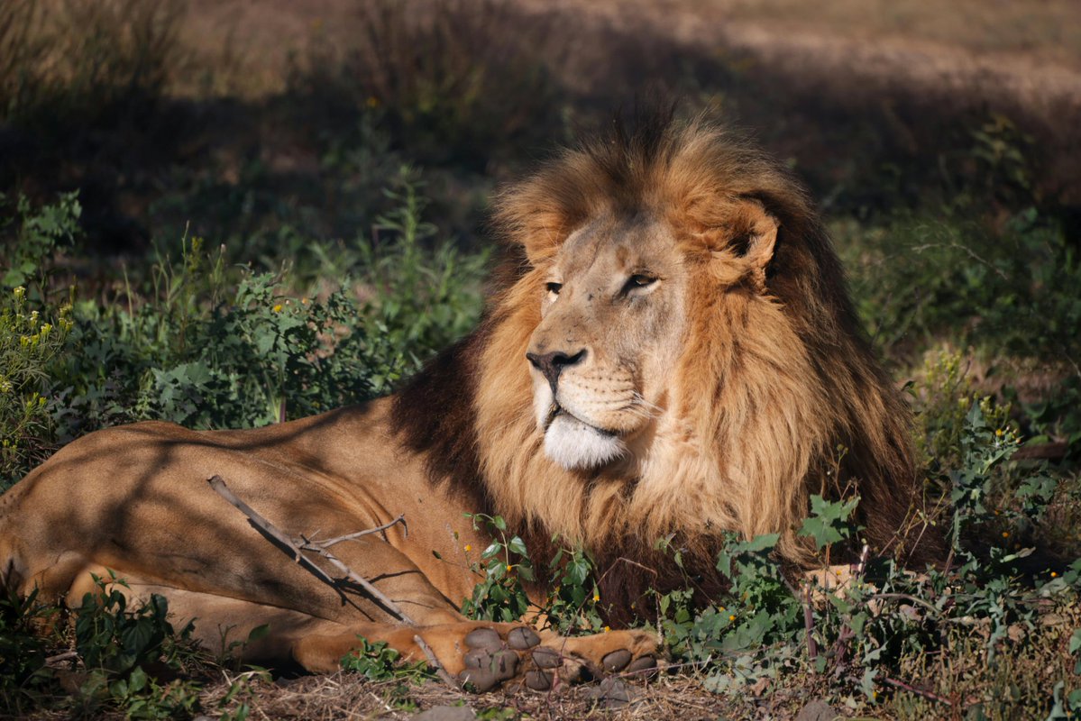 ThePentamedia's tweet image. Can you name Africa’s Big Five? 🦁🐘🦏🐆🐃

Drop your answers below and tell us — which country would you love to visit for a Big Five safari? 🌍

#BigFive #AfricanWildlife #SafariAdventure #PentaMedia #TravelAfrica #WildlifeTourism