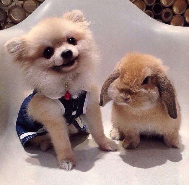 🎈🦭 tweet media