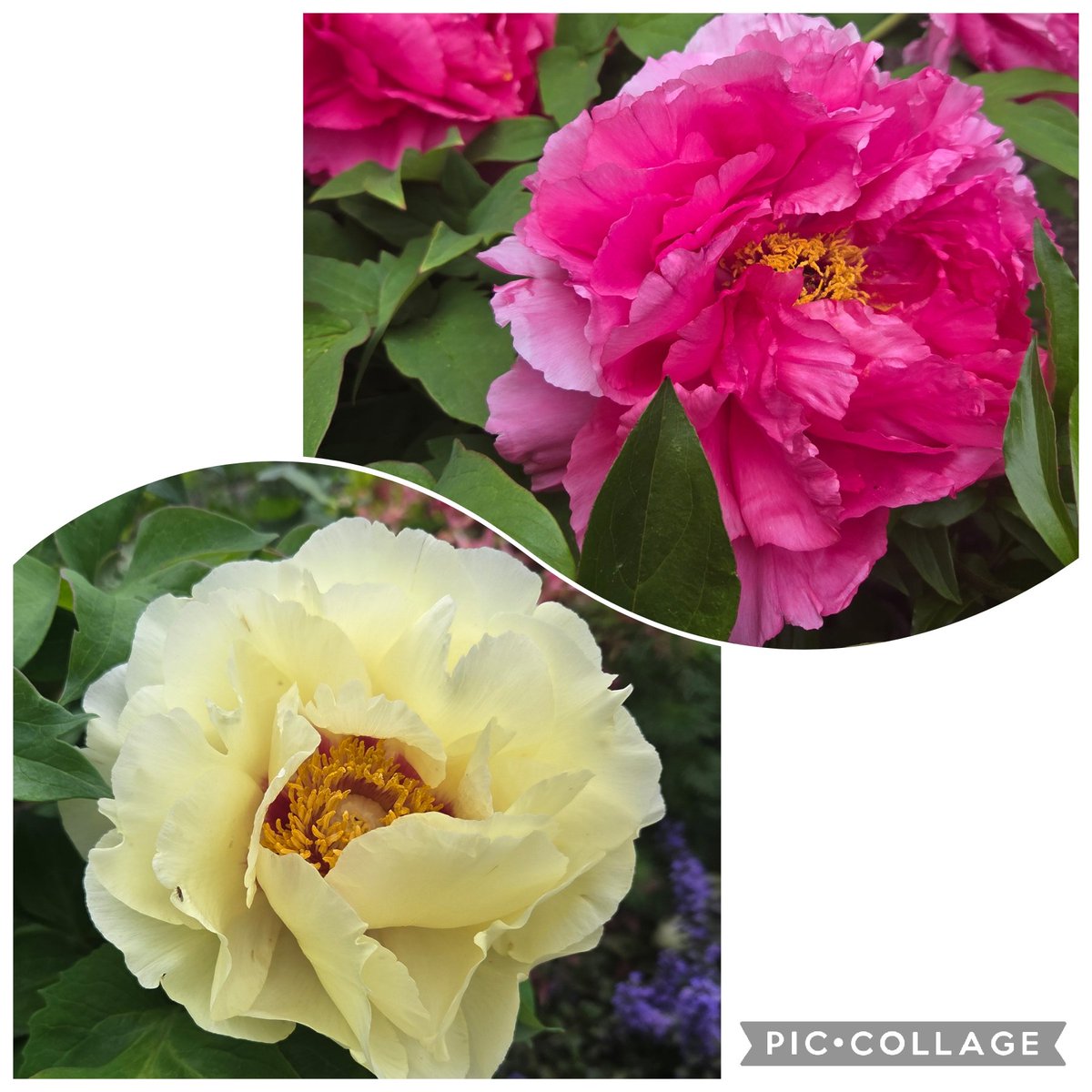 野村 せつ子 tweet media