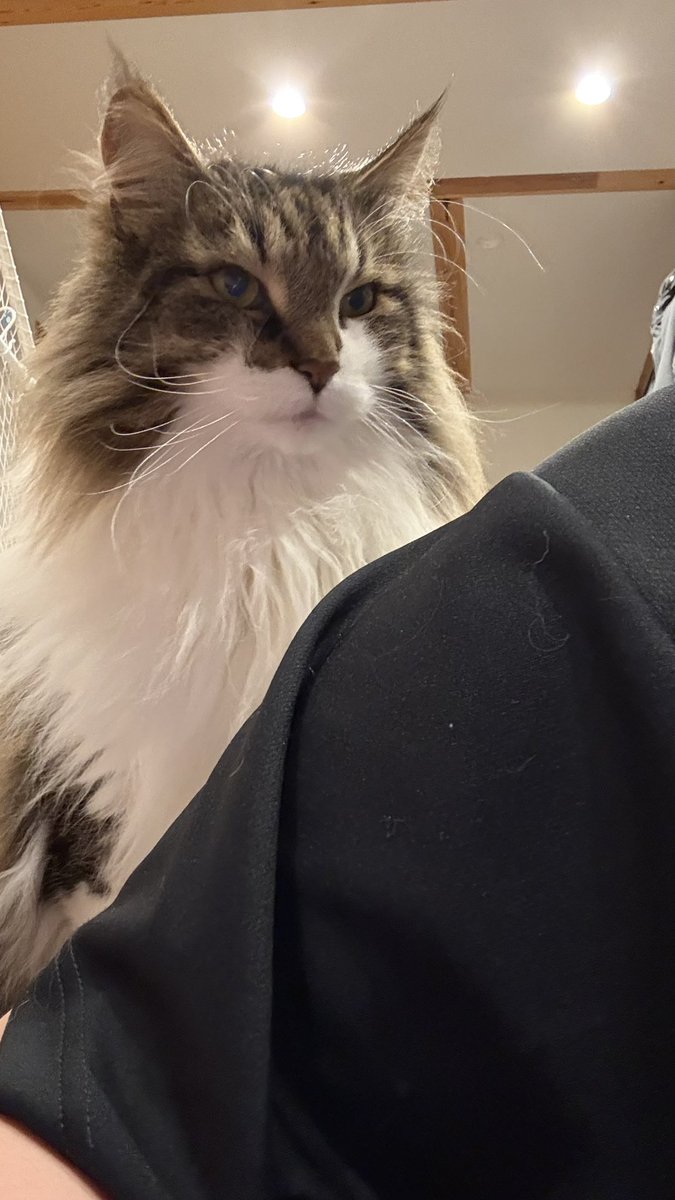 おもてぃ🐈🐼🦍🐢🐇 tweet media