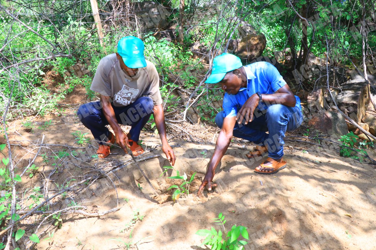 Aceeca_kenya's tweet photo. From 23 April 2026, #ACEECA conducted an M&amp;E exercise in Tharaka Nithi under its riparian restoration programme.

Encouraging progress: improved tree survival, stronger community stewardship &amp; better protection of water sources.

Restoring ecosystems. Building resilience. https://t.co/mJ6wtMXb4I