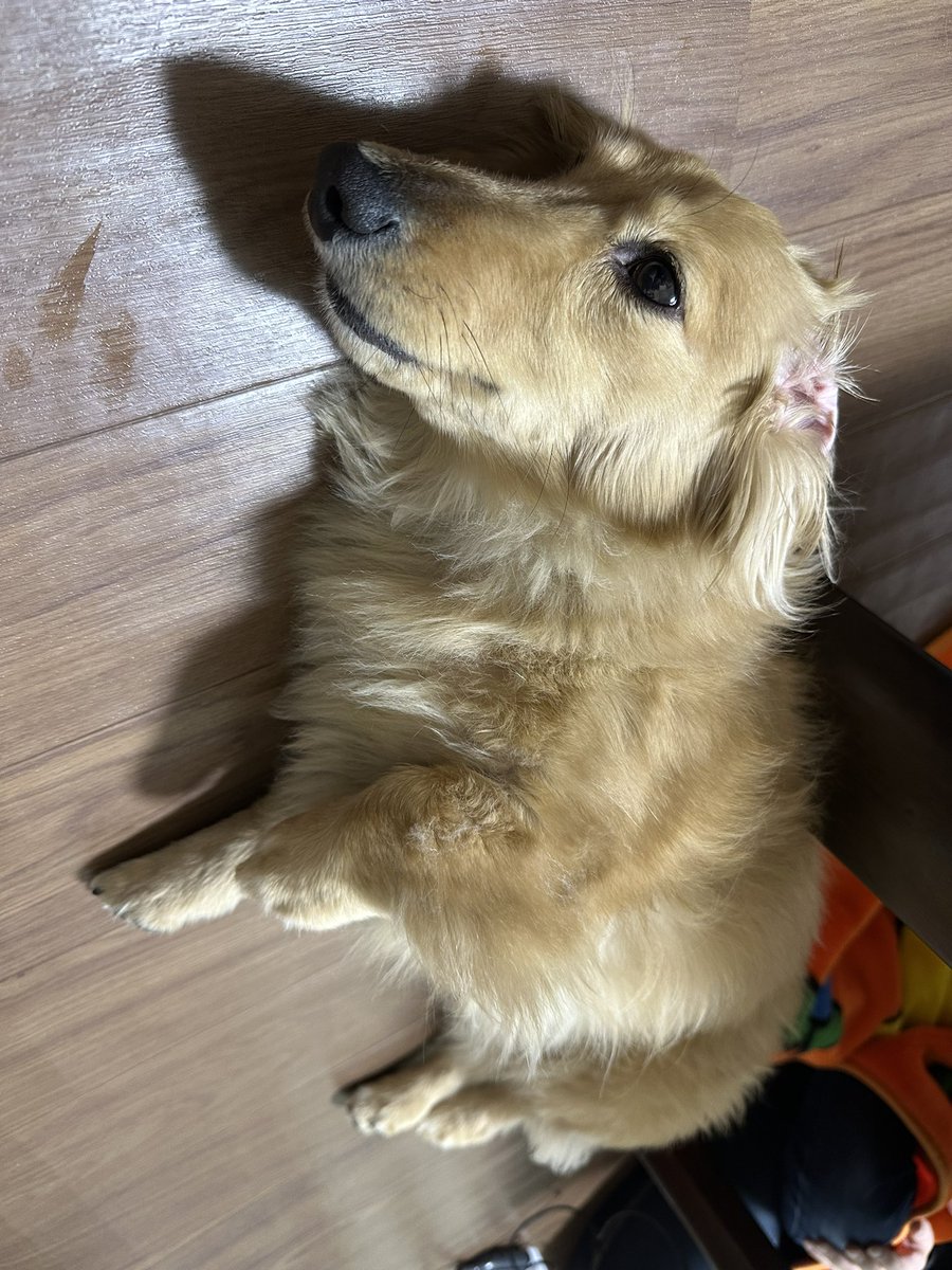 内山 えみ🐾 tweet media