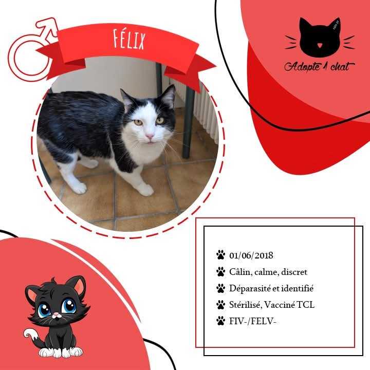 ADOPTE 1 CHAT tweet media