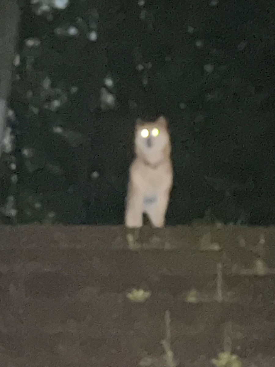 マサキム tweet media