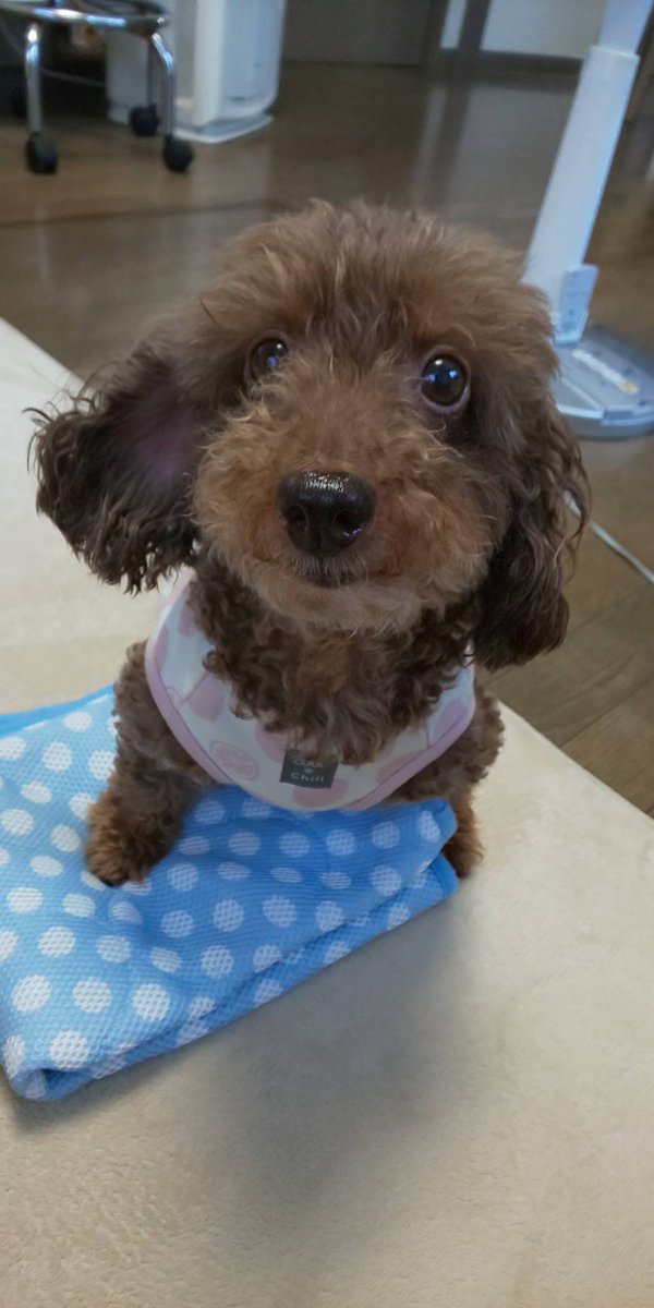 粒犬@我愛香水 tweet media