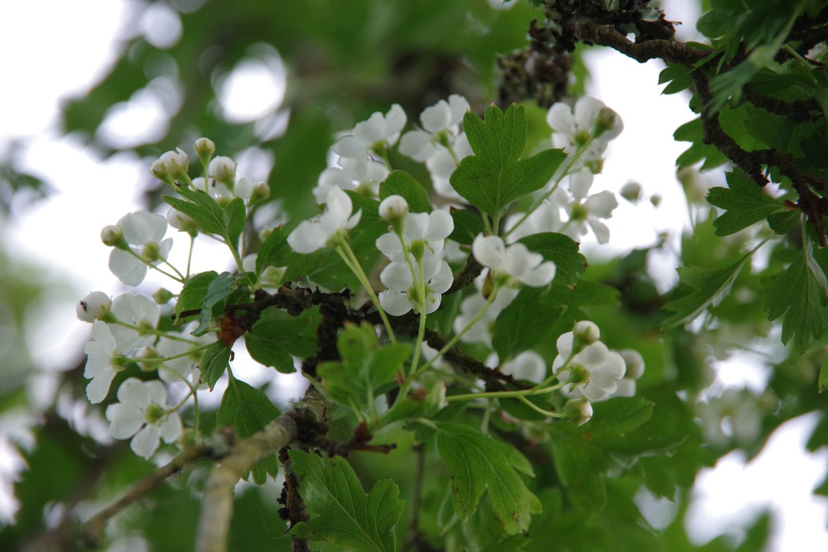 みはら tweet media