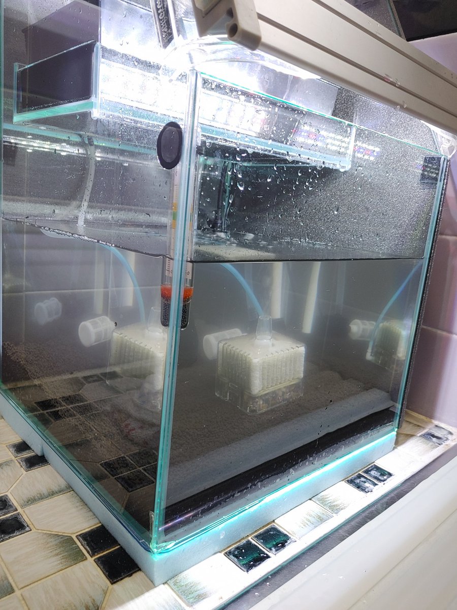 yoshio34115's tweet photo. お風呂の水槽ができた
見ながら入浴する
楽しみだー https://t.co/Muzpb0LbKt