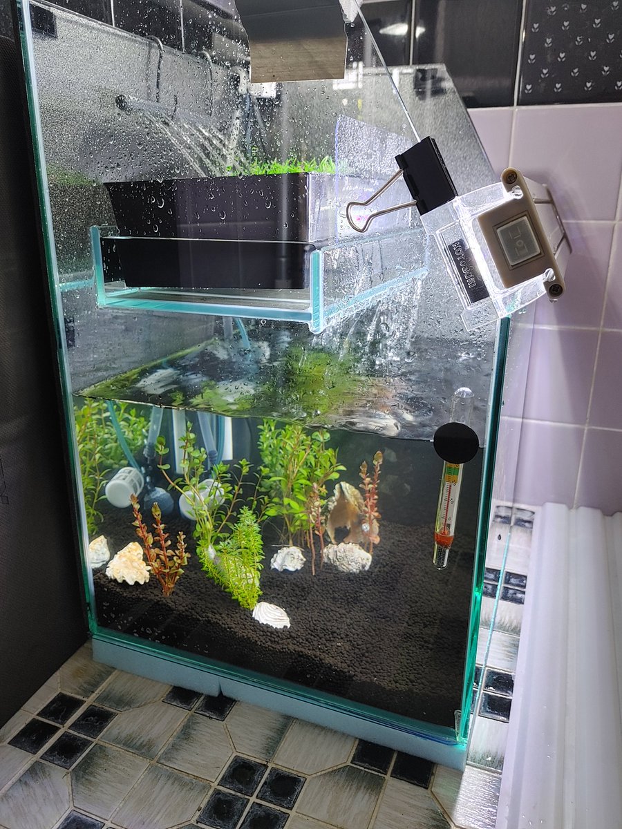 yoshio34115's tweet photo. お風呂の水槽ができた
見ながら入浴する
楽しみだー https://t.co/Muzpb0LbKt