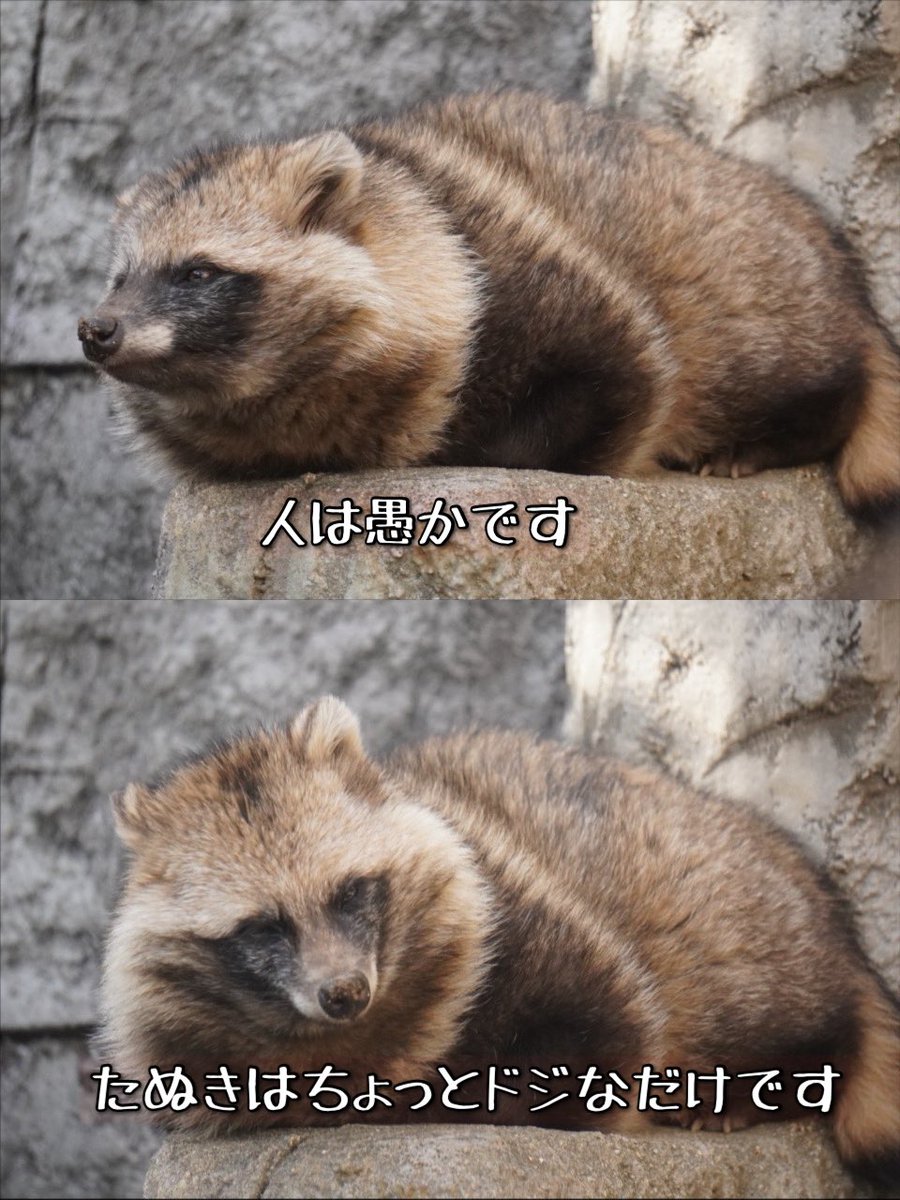 たちだコロネ tweet media