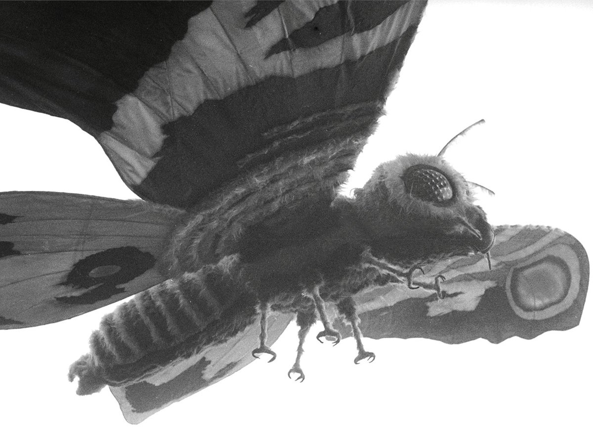 GODZILLA.OFFICIAL tweet media