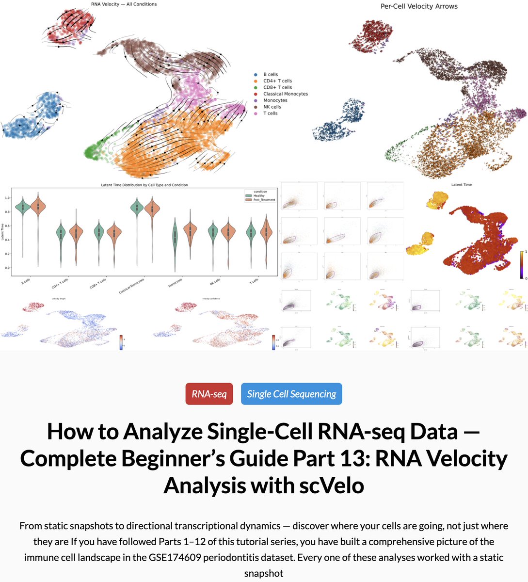 grayapply2010's tweet image. New tutorial on NGS101.com 🧬

Part 13: RNA Velocity Analysis with scVelo

ngs101.com/how-to-analyze…

Cohort 1 of my RNA-seq Workshop is full — join the waitlist for the next cohort:
ngs101.com/workshop/rna-s…

#scRNAseq #RNAVelocity #Bioinformatics