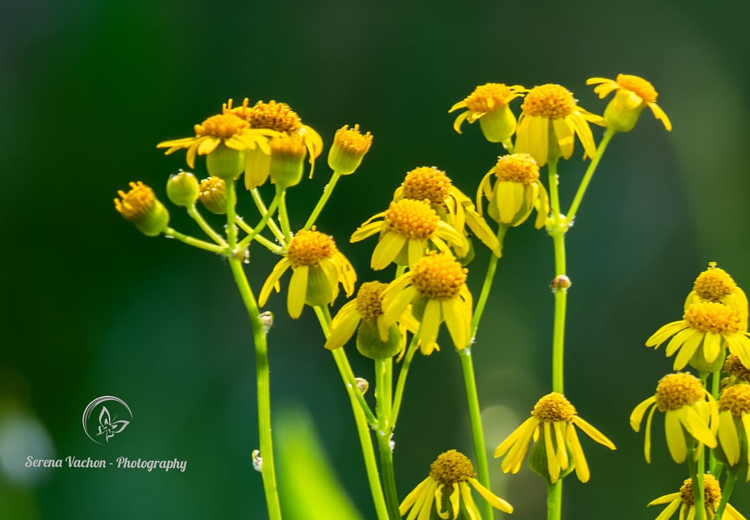 SerenaVachon's tweet image. More wildflowers!! Beautiful in yellow! #wildflowers #flowers #flowerphotography #FlowersOfX #nature #NaturePhotography