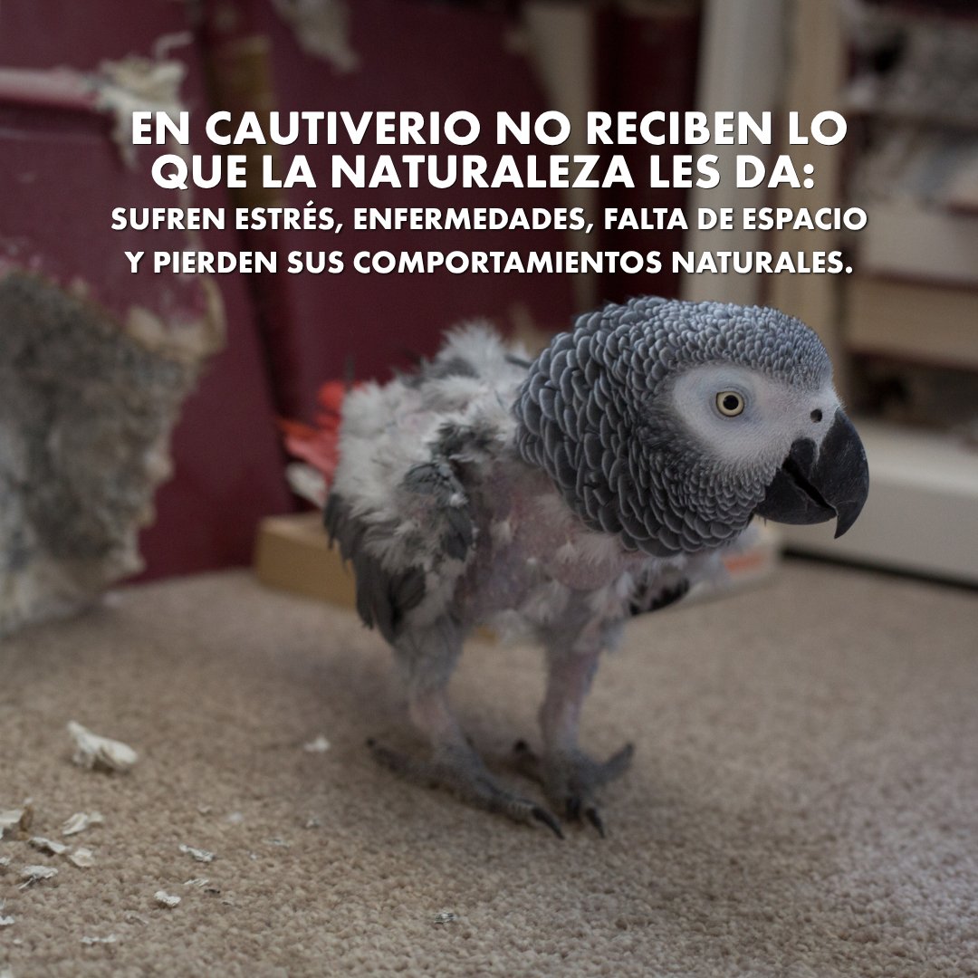 Protección Animal Mundial tweet media