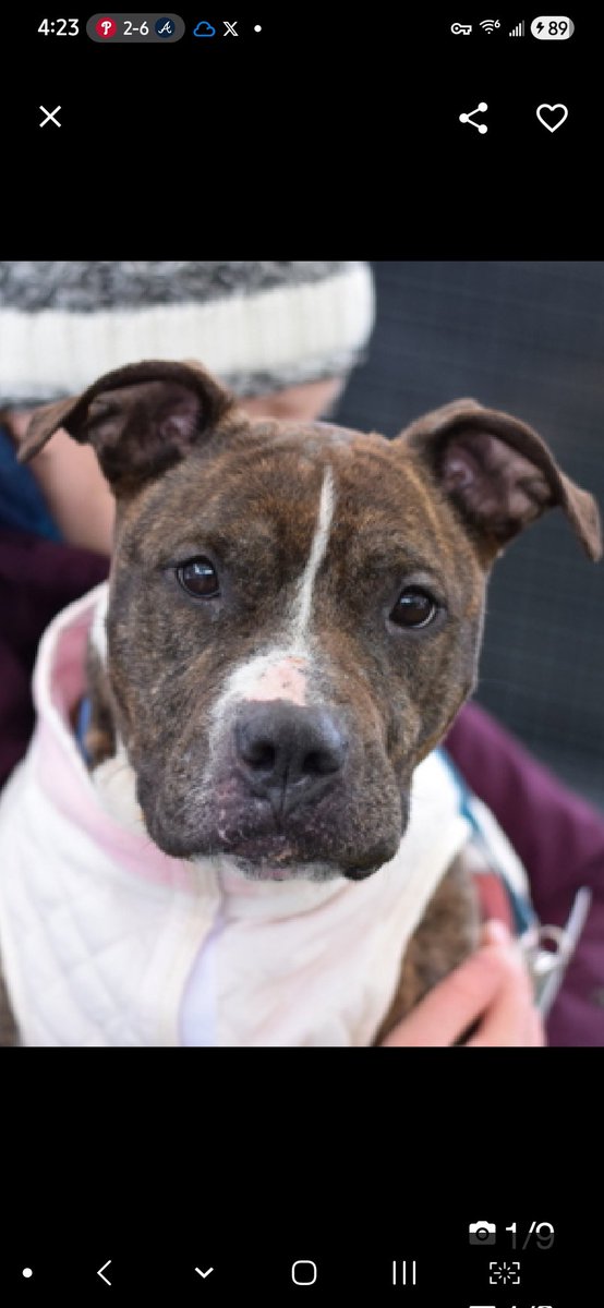 MyBoxerLuvMac1's tweet image. 💔Roxie💔
#NYCACC #113900 6y
▪️ReListed TBK: 4/30💉 
#RescueOnly

Precious sweetie's💔, list all she knew.
Surr due 2 housing complaints, re: sep anxiety &amp;amp; hard barking.
Affectionate, playful, adores ppl, solicits contact.
Loves car rides, knows cues.
Darling girl has CIRDC &amp;amp;