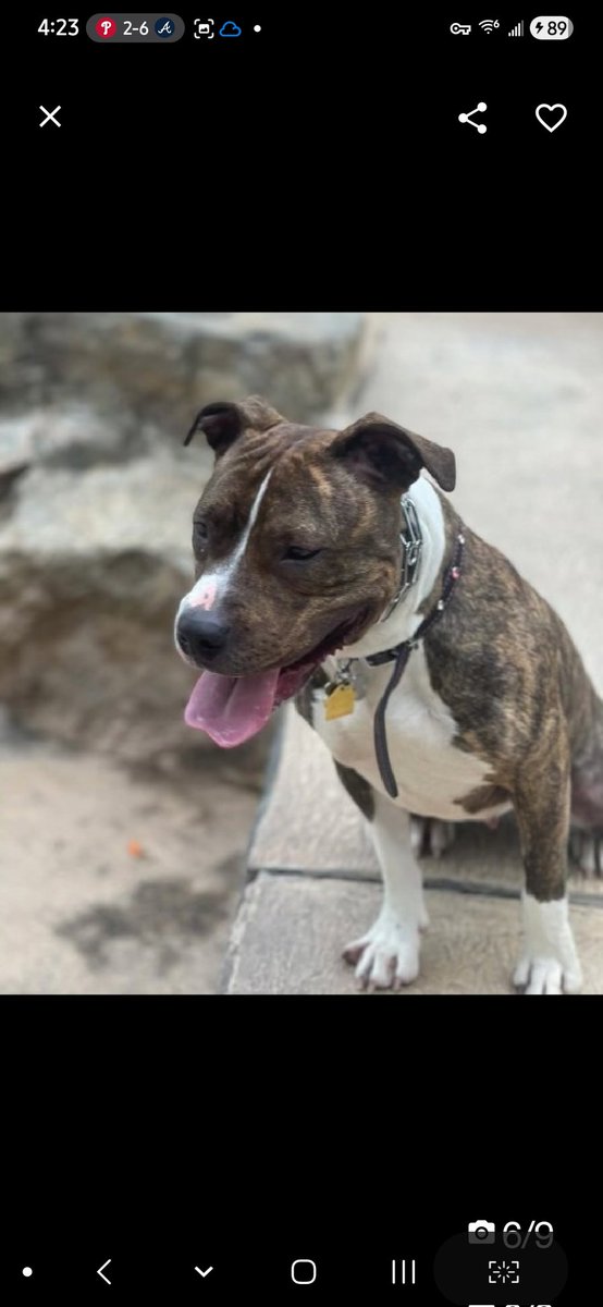 MyBoxerLuvMac1's tweet image. 💔Roxie💔
#NYCACC #113900 6y
▪️ReListed TBK: 4/30💉 
#RescueOnly

Precious sweetie's💔, list all she knew.
Surr due 2 housing complaints, re: sep anxiety &amp;amp; hard barking.
Affectionate, playful, adores ppl, solicits contact.
Loves car rides, knows cues.
Darling girl has CIRDC &amp;amp;