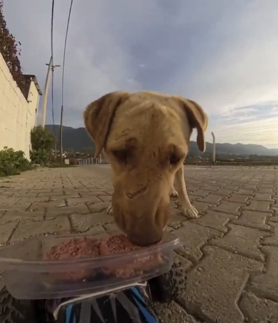<a href="/videosfofosof/">vídeos fofos</a> Esse dogue ja deve ter sido tão maltratado 🥺