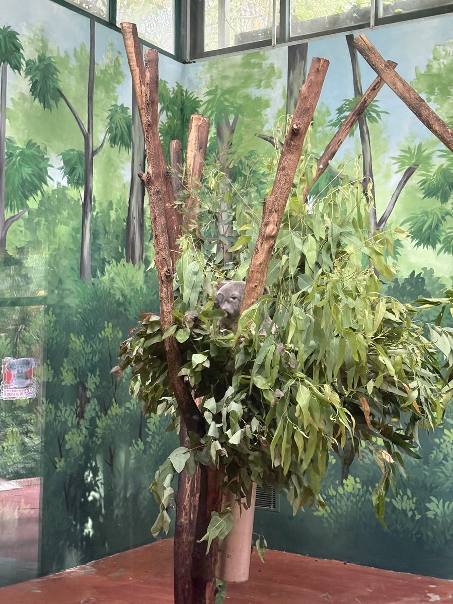 wrnm_0u0's tweet photo. 考拉非常之可爱有没有懂的 https://t.co/behd0GtIzg