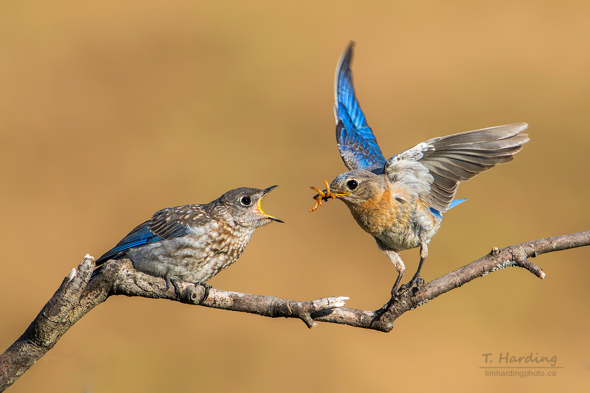 TBoneBarrie's tweet photo. Delivery service is open! 🐛💨 Spring renewal isn't just about soft moments; it’s about the frantic hustle of feeding the next generation. This Eastern Bluebird parent is working overtime to keep up with a very vocal fledgling.

#SpringRenewal #WildlifePhotography #Birding https://t.co/hGBz9tR2X9