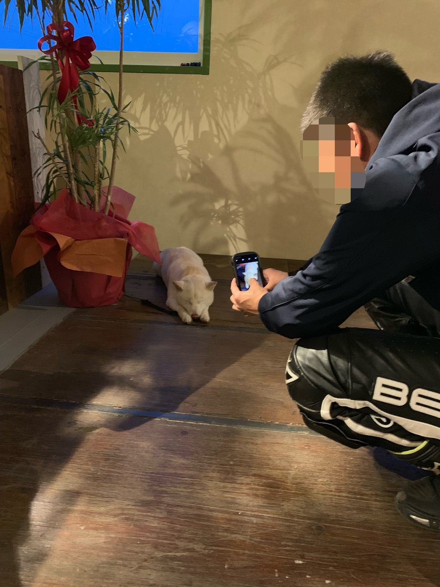 タンビーナ tweet media