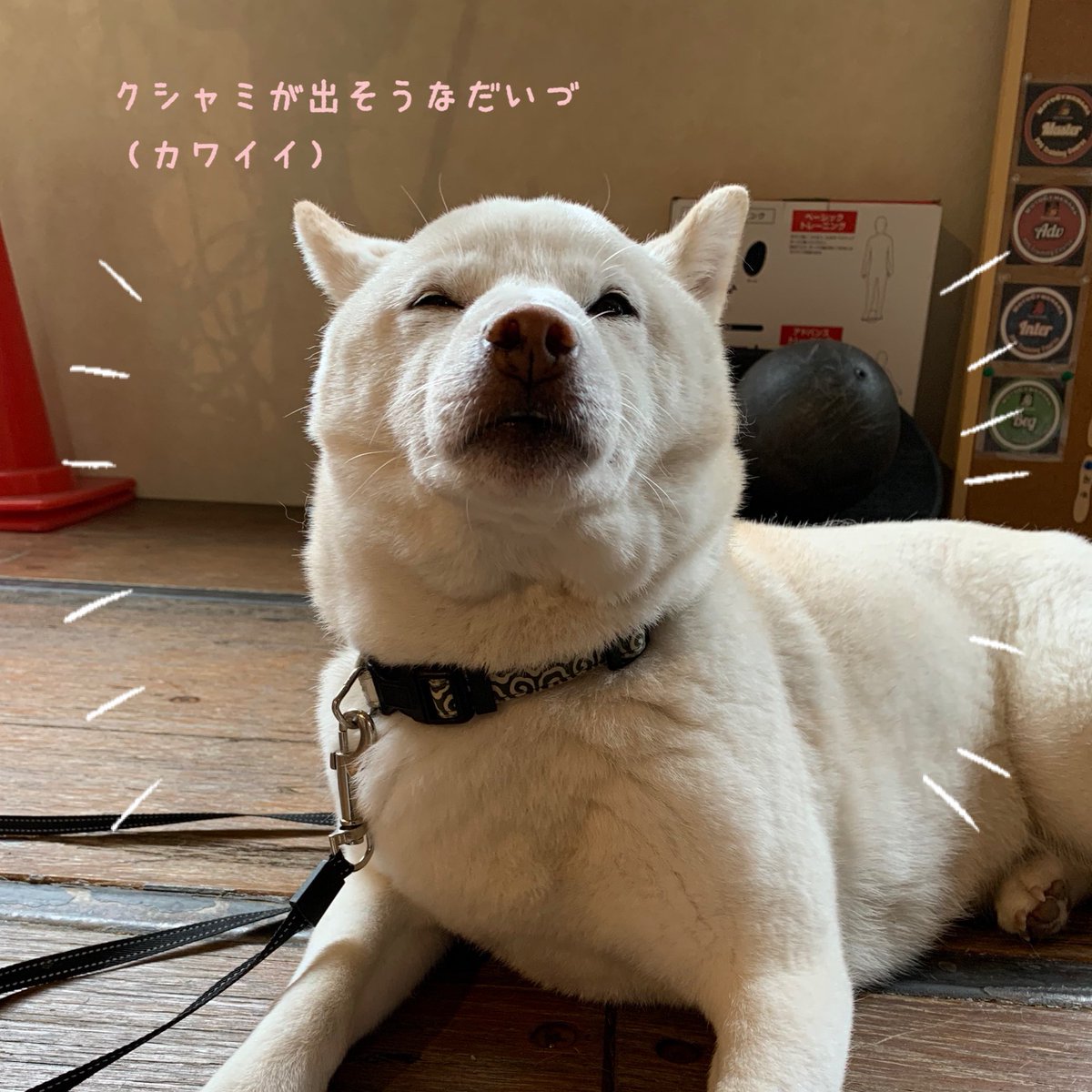 タンビーナ tweet media