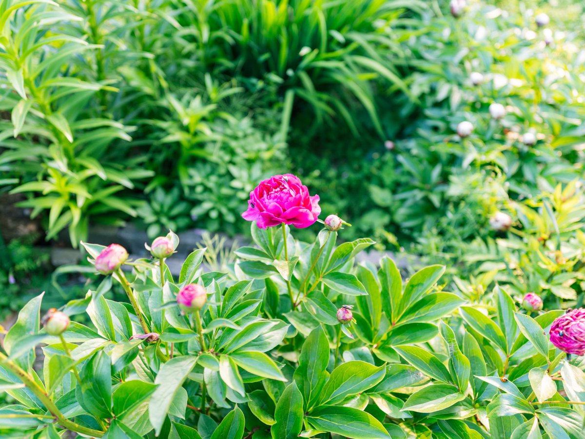 庭の芍薬が咲き始めました。リビングに生けようと近寄ると虫がたくさん集ってたのでギョッとなって諦めた。