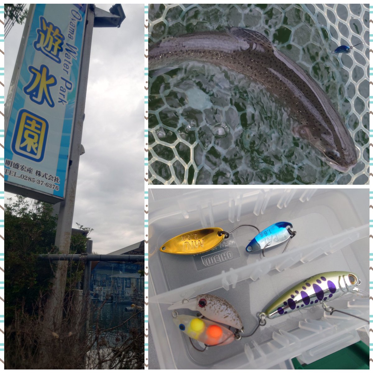jinta007's tweet photo. 諸事情で9ヶ月も釣りから遠ざかり、休日の珈琲だけではストレス発散しきれなくなってきた為、戦線復帰。
とりあえず午後から遊水園、復帰1発目でルアー縛り！
でも開始2投目スプーンでキャッチ。
スプーン1個1色で30分ちょい釣れてたからリハビリ少しできたかも。 https://t.co/opu7PJfZSe