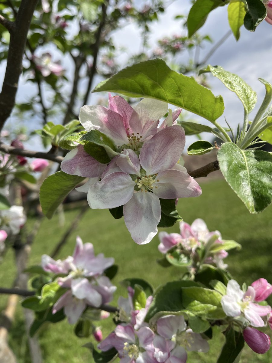 CiderFire's tweet photo. @breakfasttv @stellaacquisto Good Morning well we all know #Cherryblossoms are coming to the end! we here in #brucecounty at O’Keefe Grange are proud to announce our #appleblossoms are just getting ready so beautiful to see all the different colours and types of Blossoms! https://t.co/7n3AMER3to
