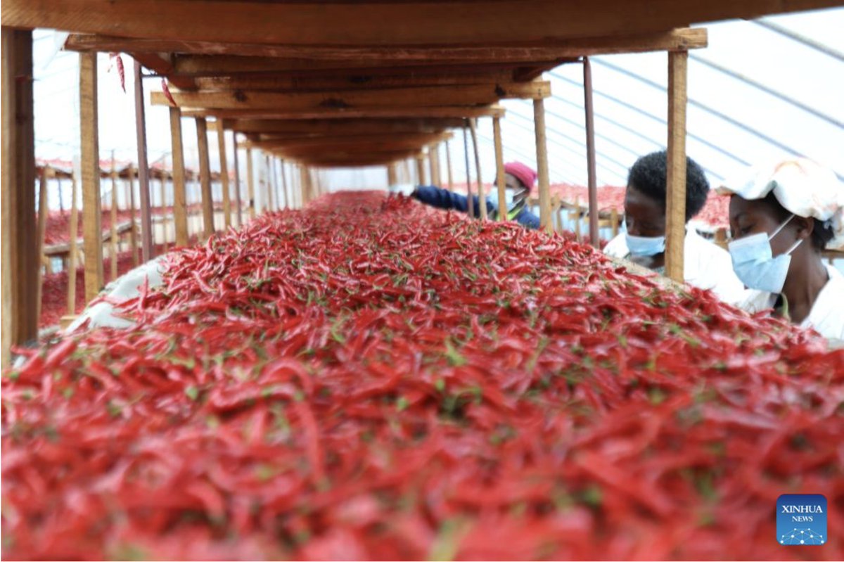 sir_damass's tweet image. 🇷🇼🇨🇳#𝐑𝐖𝐀𝐍𝐃𝐀’𝐒 𝐂𝐎𝐅𝐅𝐄𝐄 𝐄𝐗𝐏𝐎𝐑𝐓𝐒 𝐓𝐎 #𝐂𝐇𝐈𝐍𝐀 𝐑𝐄𝐀𝐂𝐇 $𝟓.𝟗𝟕 𝐌𝐈𝐋𝐋𝐈𝐎𝐍 𝐀𝐒 𝐙𝐄𝐑𝐎-𝐓𝐀𝐑𝐈𝐅𝐅 𝐏𝐎𝐋𝐈𝐂𝐘 𝐄𝐗𝐏𝐀𝐍𝐃𝐒 𝐀𝐆𝐑𝐈𝐂𝐔𝐋𝐓𝐔𝐑𝐀𝐋 𝐓𝐑𝐀𝐃𝐄

📌Coffee imports to China from Rwanda have climbed to $5.97 million in 2025, marking a