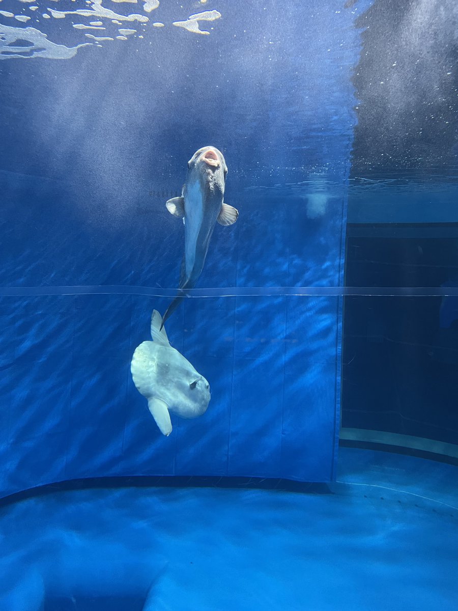 ネモフィラとクラゲと新宿マンボウ