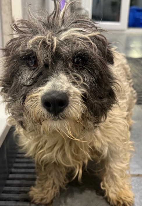 Urgent, please retweet to help find the owner or a rescue shelter space for this stray/abandoned dog found #SWINDON #UK 💔💔💔
NOW IN A COUNCIL POUND, NOT AVAILABLE FOR ADOPTION, NEEDS SHARES SO THAT A SHELTER WITH SPACE SEES THIS. 
FOUND SWINDON SN25 - NO COLLAR, TAG, OR CHIP **