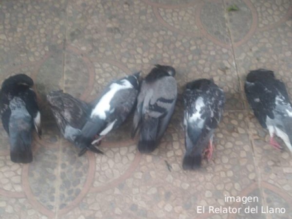 CASANARE NOTICIAS tweet media