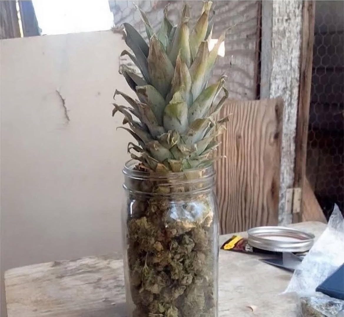 SrWeedSmoker's tweet photo. **Día 5**

Mi madre aún no sospecha de la “piña” de mi habitación https://t.co/LgkH5CHwqY