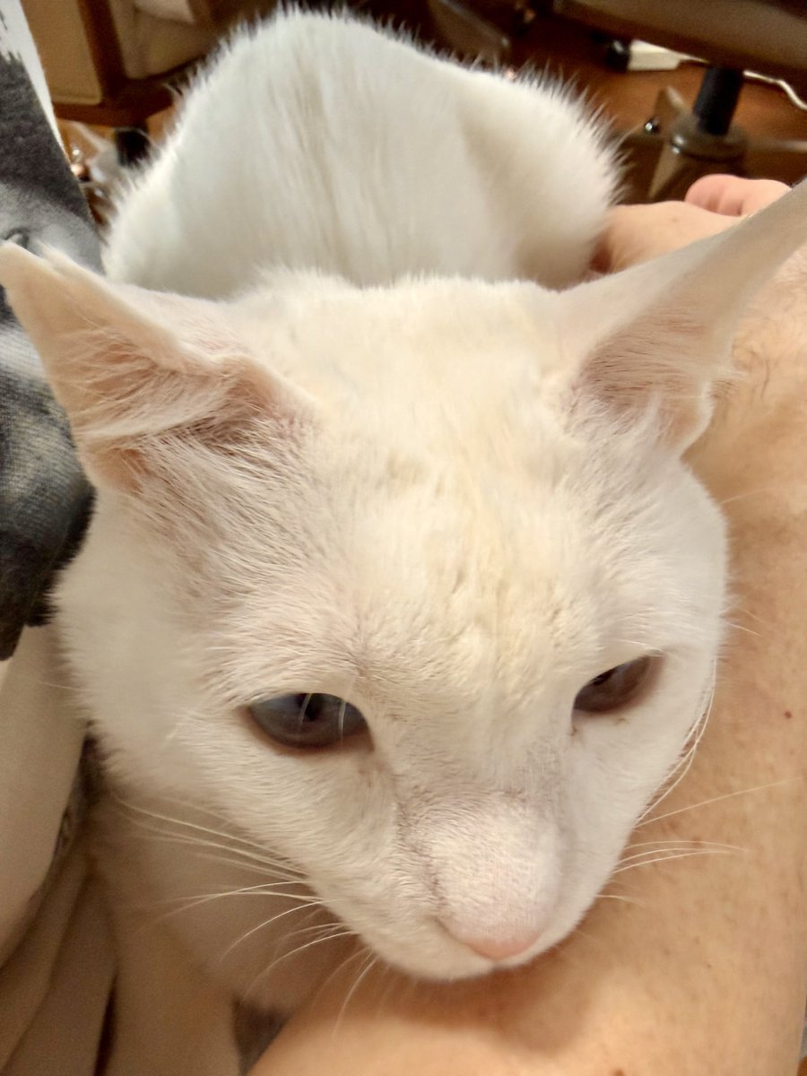 れいぢぃ tweet media