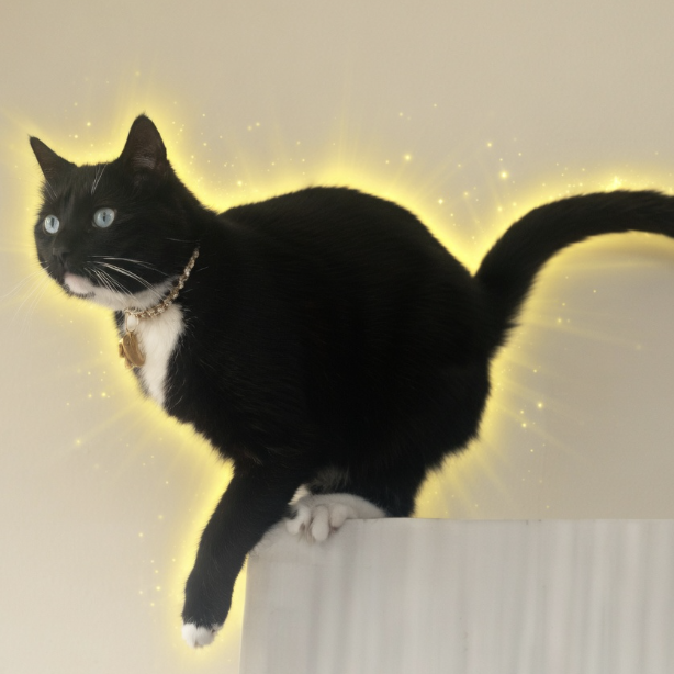 scrapemaster tweet media