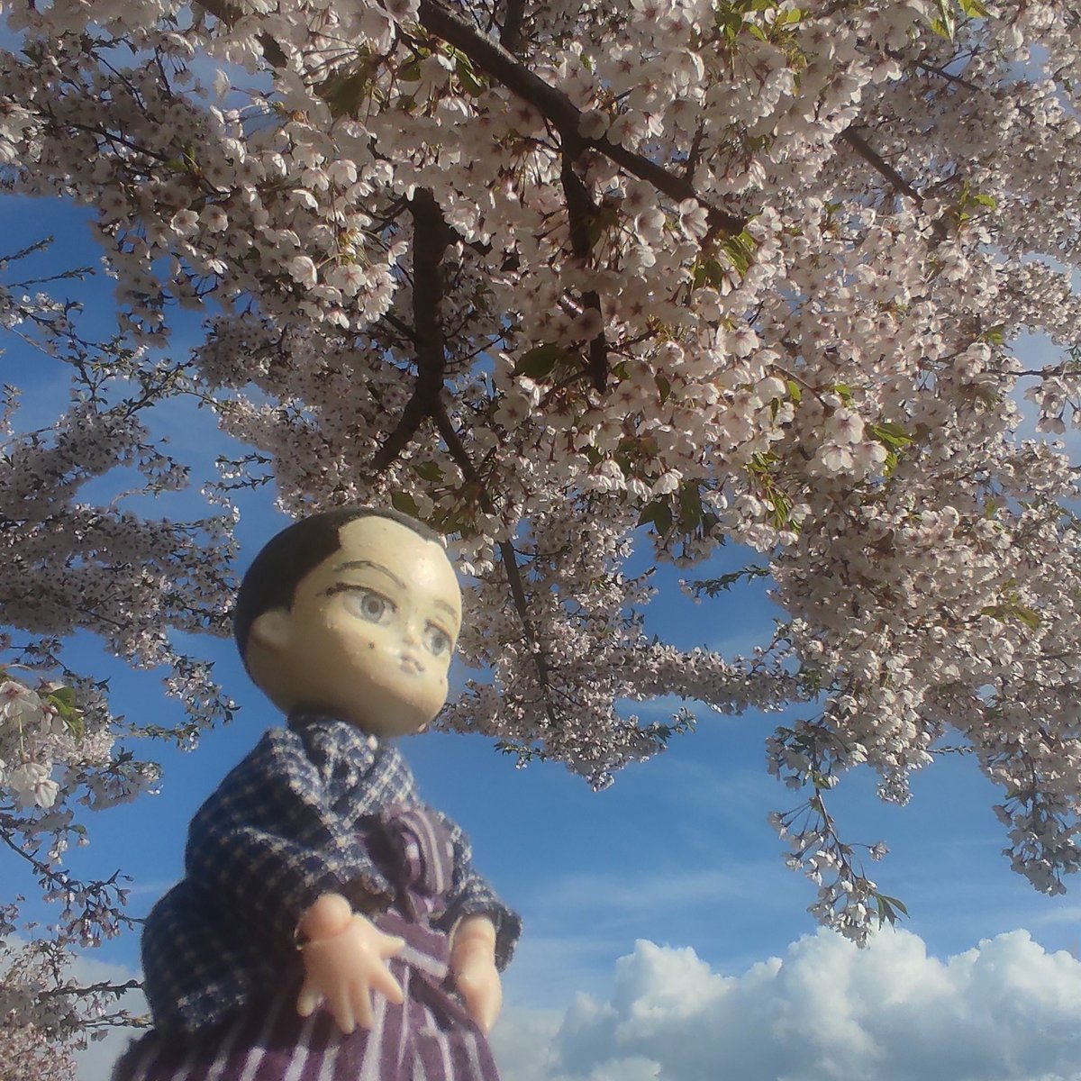 maz_chino（ちのい） (@chino_maz) on Twitter photo 