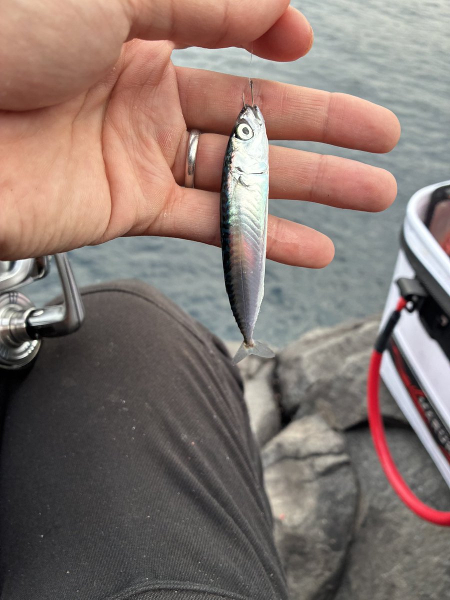 yusei fishing tweet media