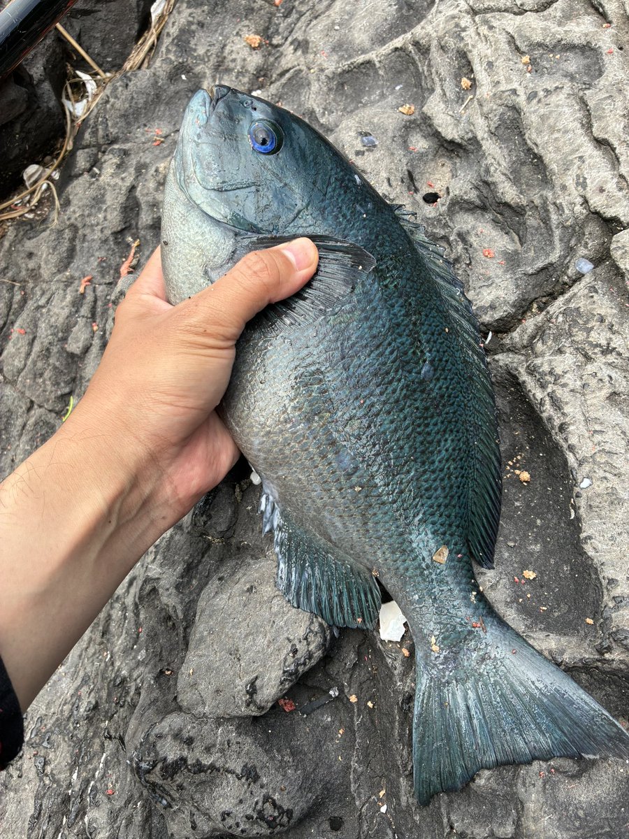 yusei fishing tweet media