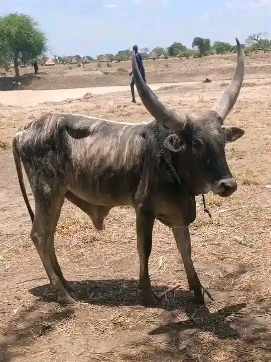 BologistMachar's tweet photo. What is the color of this bull in your own language?
#SSOX.🇸🇸🇸🇸 https://t.co/JeddfqpA7x