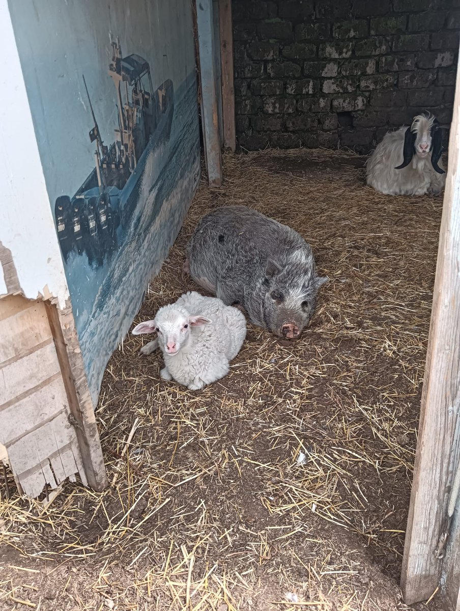 Napoli Animal Save tweet media