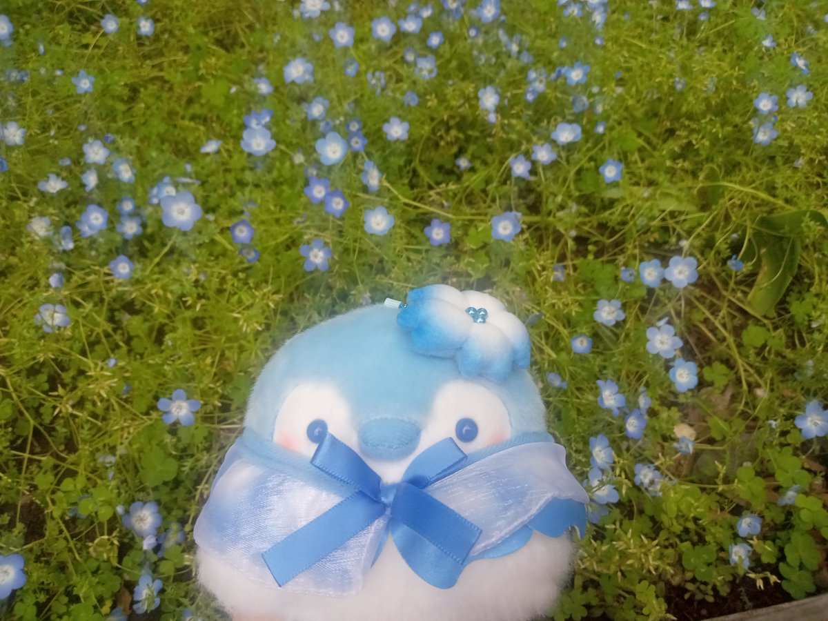hayate1981's tweet photo. ネモフィラコウペンちゃんと邪エナガちゃんとネモフィラ見に行って来たよ～🐧
そして邪エナガちゃんお誕生日おめでとう🎉 https://t.co/riaKouYz6t