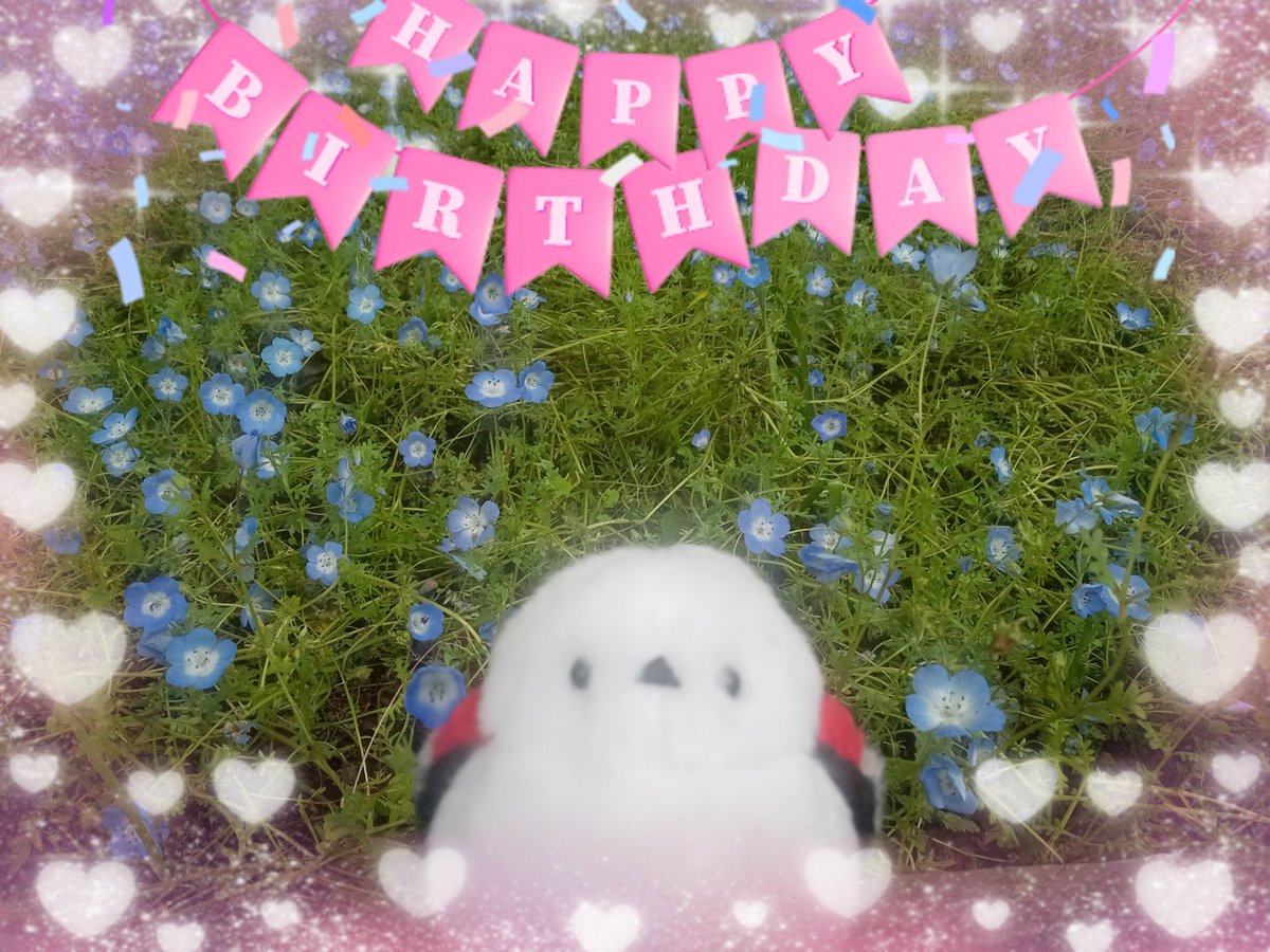 hayate1981's tweet photo. ネモフィラコウペンちゃんと邪エナガちゃんとネモフィラ見に行って来たよ～🐧
そして邪エナガちゃんお誕生日おめでとう🎉 https://t.co/riaKouYz6t