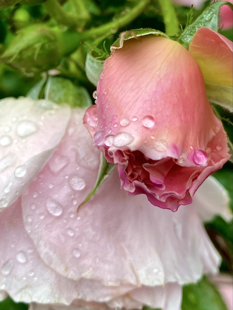 chikadancesalot's tweet image. Taking off the costume
bare
in front of you

—Do you want me to say something?
No

…words spill

#poetry #visualpoetry 
#flower 
#RoseWednesday 

衣装を脱いで
裸に
あなたの前

—何か、聞きたい？
いいえ

…言葉がこぼれる

#言葉 
#花写真 
#キリトリセカイ