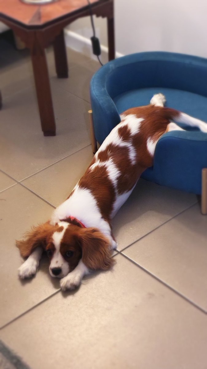 jamesboland256's tweet image. my puppy is 2 months old

he rubs himself on his bed then goes and lays on the floor

no notes. he's figured it all out

#puppy #dogs