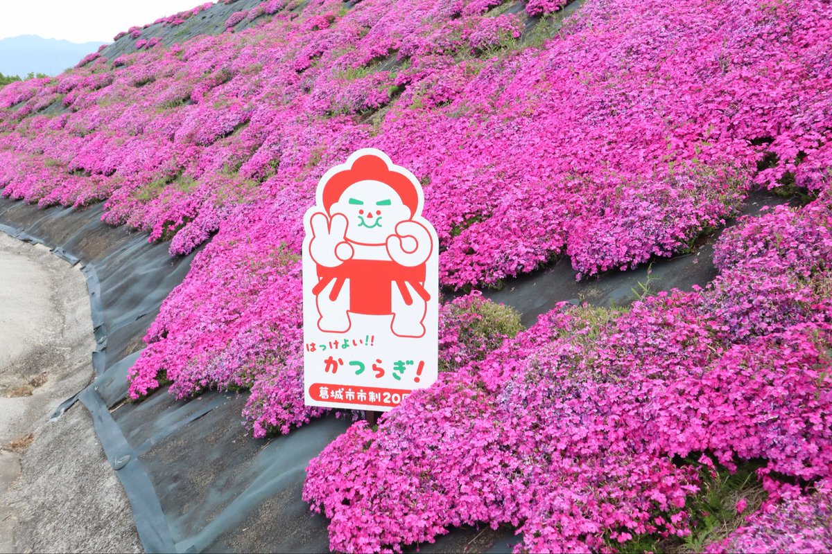 sxtmimi258736's tweet photo. 芝桜まつり2026-葛城市

#芝桜 #奈良　#葛城  #カメラ https://t.co/RET8xsWtUk