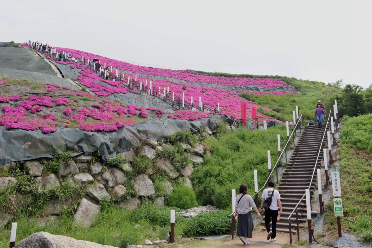 sxtmimi258736's tweet photo. 芝桜まつり2026-葛城市

#芝桜 #奈良　#葛城  #カメラ https://t.co/RET8xsWtUk