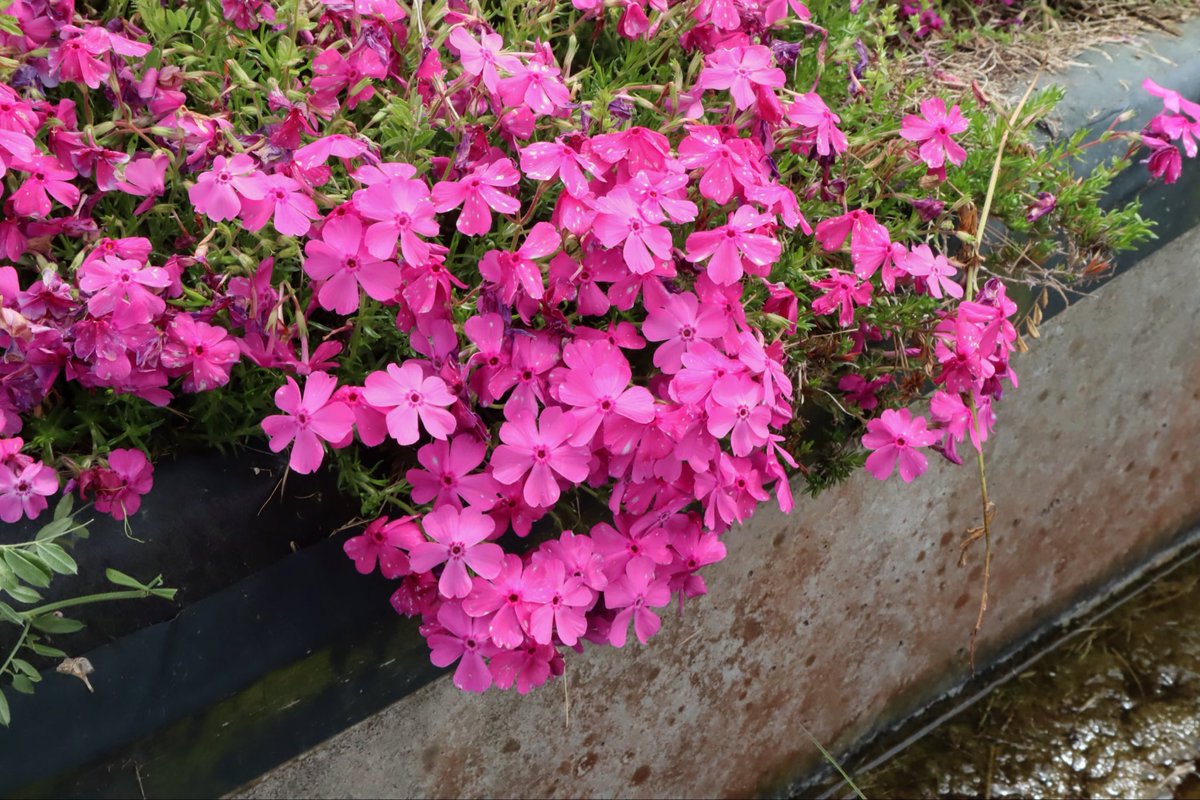 sxtmimi258736's tweet photo. 芝桜まつり2026-葛城市

#芝桜 #奈良　#葛城  #カメラ https://t.co/RET8xsWtUk