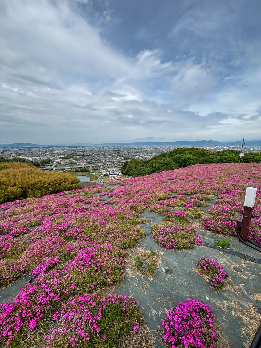 sxtmimi258736's tweet photo. 芝桜まつり2026-葛城市

#芝桜 #奈良　#葛城  #カメラ https://t.co/RET8xsWtUk