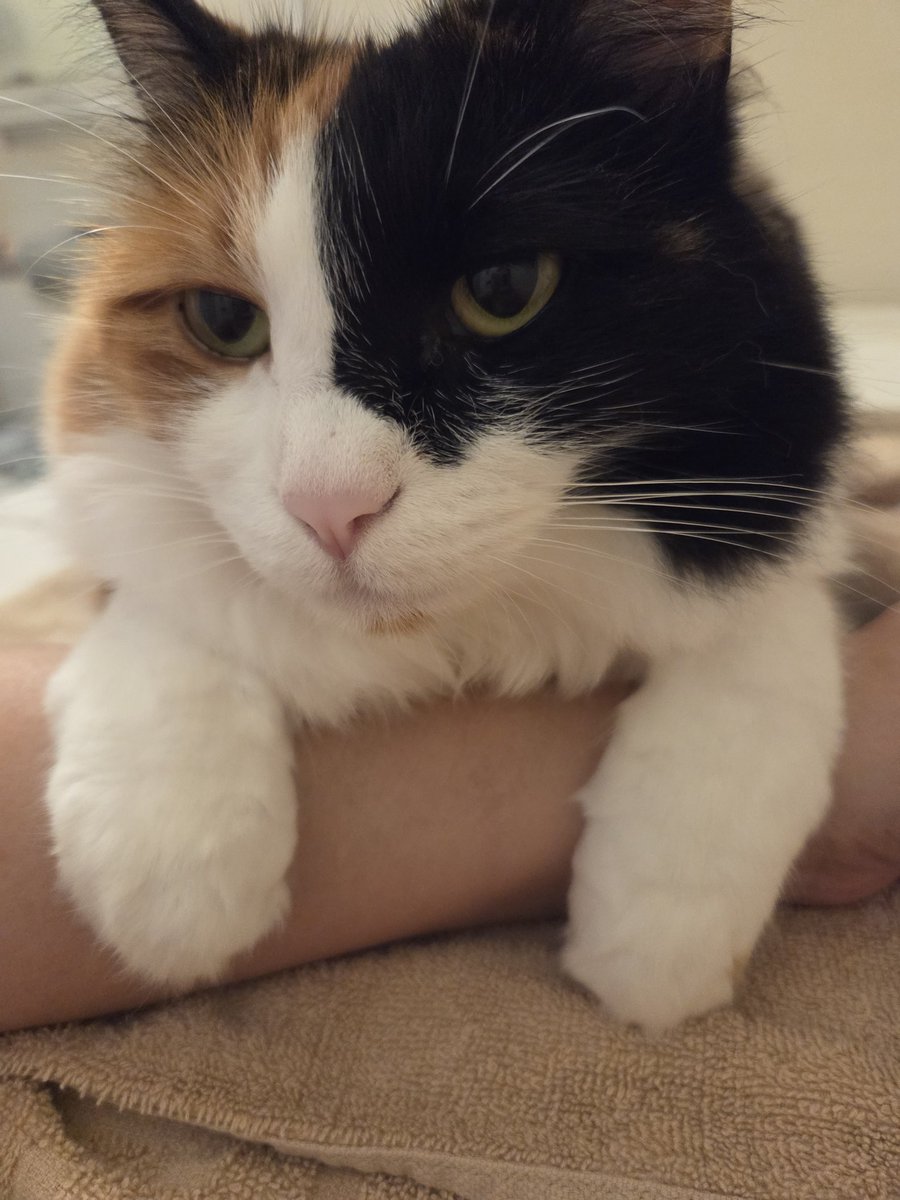 Yossi 25 tweet media